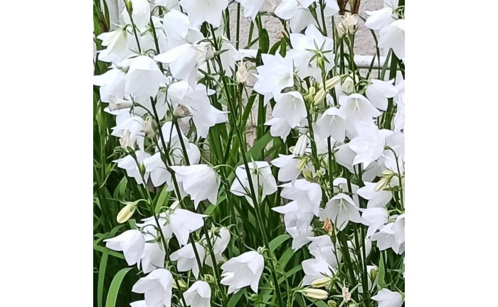 Divadélko Myšky Elišky